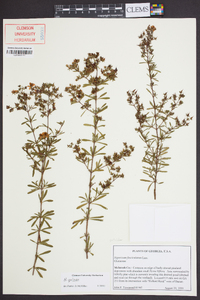 Hypericum galioides image