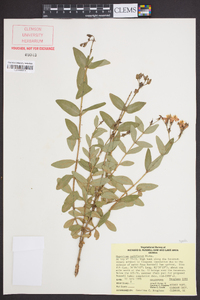 Hypericum nudiflorum image