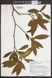 Illicium floridanum image