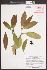 Illicium floridanum image