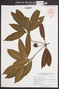 Illicium mexicanum image