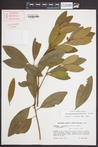 Illicium parviflorum image