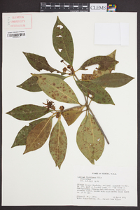 Illicium floridanum image