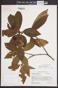 Illicium floridanum image