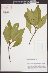 Illicium floridanum image