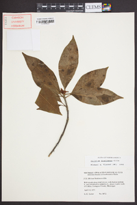 Illicium floridanum image