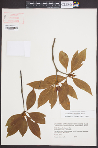 Illicium floridanum image