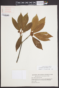 Illicium floridanum image