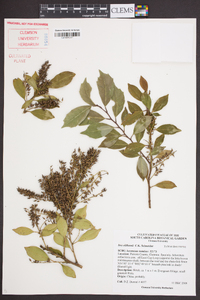 Itea oldhamii image