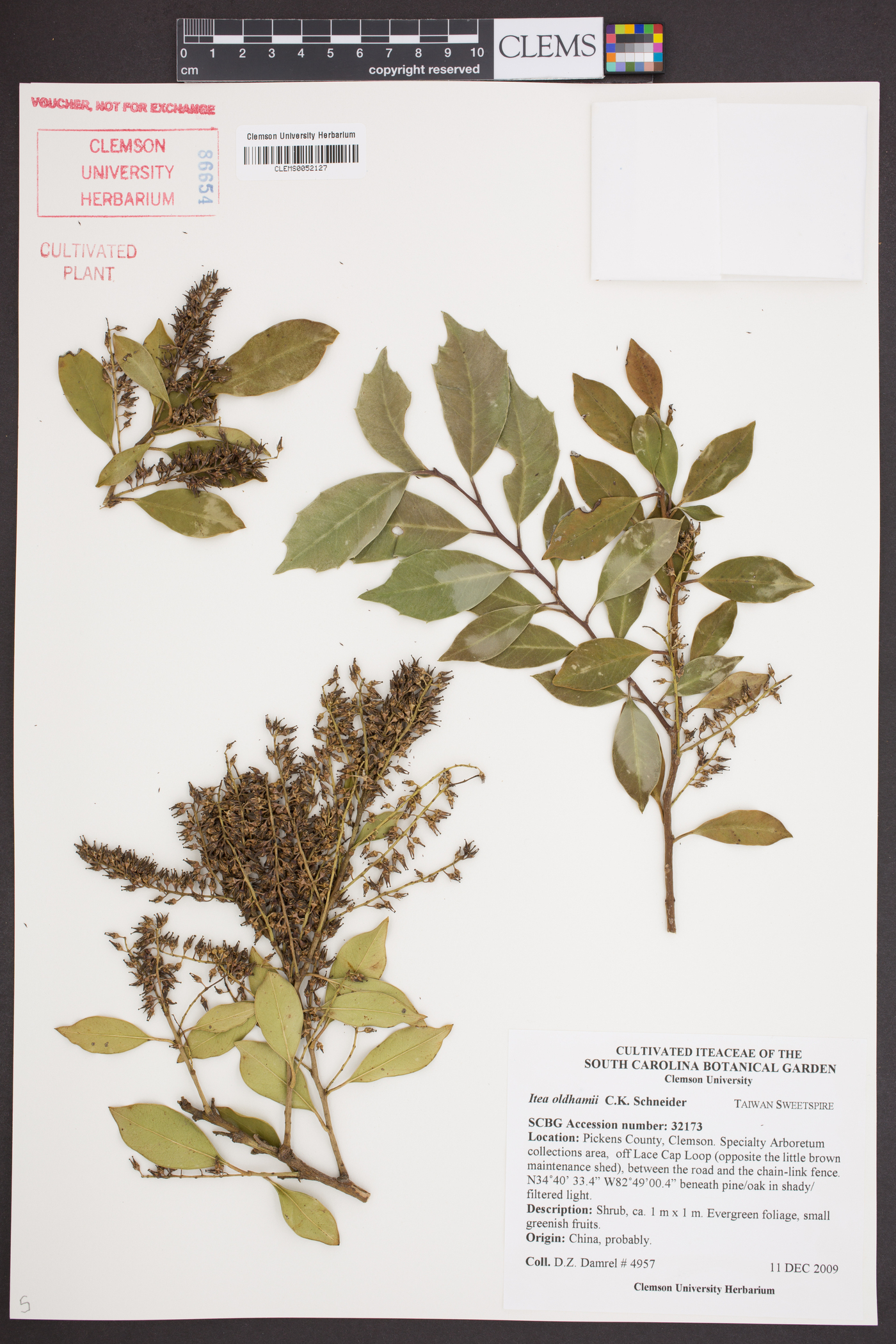 Itea oldhamii image