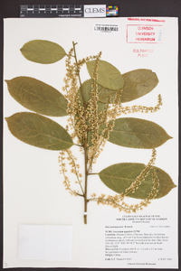 Itea yunnanensis image