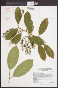 Itea yunnanensis image