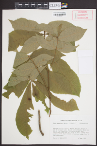 Carya aquatica image