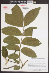 Carya illinoinensis image