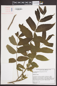 Carya illinoinensis image