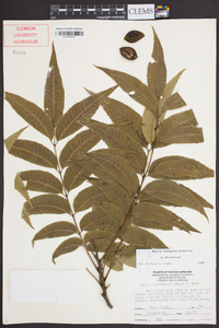 Carya illinoinensis image