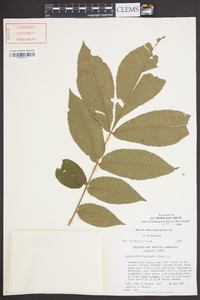 Carya myristiciformis image