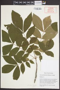 Carya myristiciformis image