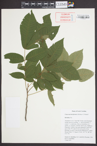 Carya myristiciformis image