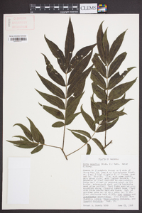 Carya aquatica image
