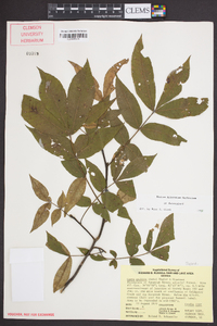 Carya pallida image