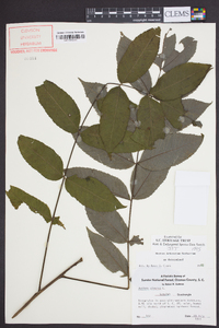 Juglans cinerea image