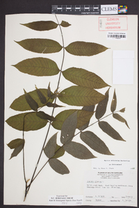 Juglans cinerea image