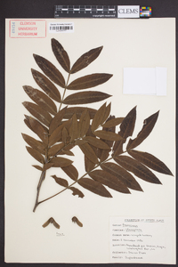 Pterocarya stenoptera image