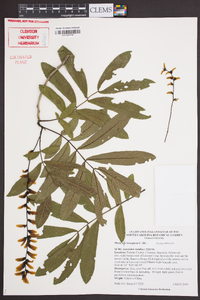 Pterocarya stenoptera image