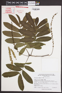 Pterocarya stenoptera image