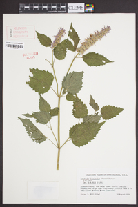 Agastache foeniculum image