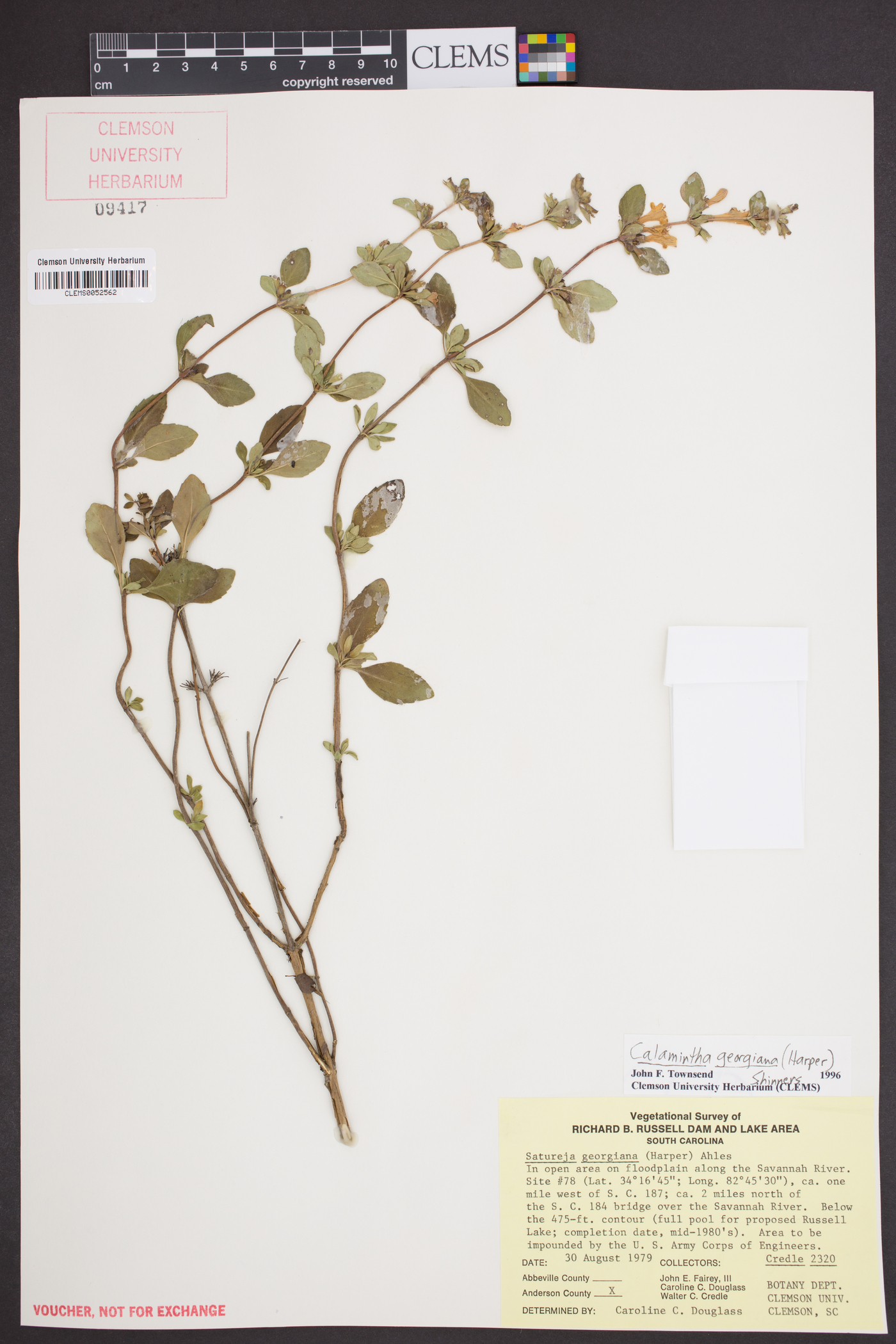 Calamintha georgiana image