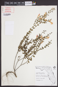 Calamintha coccinea image