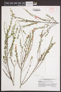 Calamintha coccinea image
