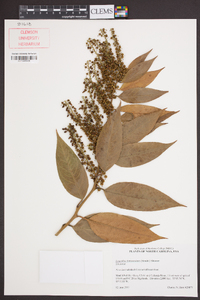 Leucothoe fontanesiana image