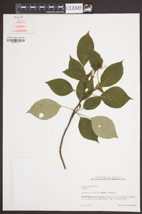 Cornus alternifolia image