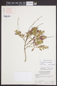 Clinopodium georgianum image