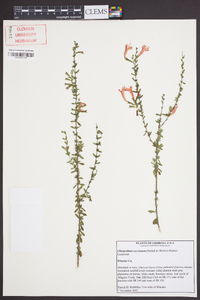 Clinopodium coccineum image