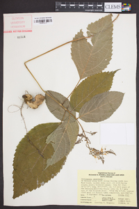 Collinsonia canadensis image