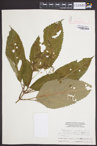 Collinsonia canadensis image