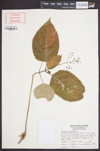 Collinsonia canadensis image