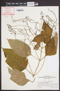 Collinsonia canadensis image