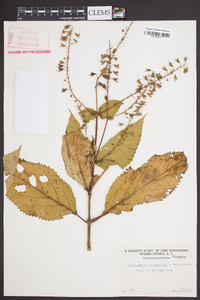 Collinsonia canadensis image