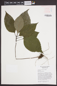 Collinsonia canadensis image