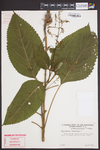 Collinsonia canadensis image