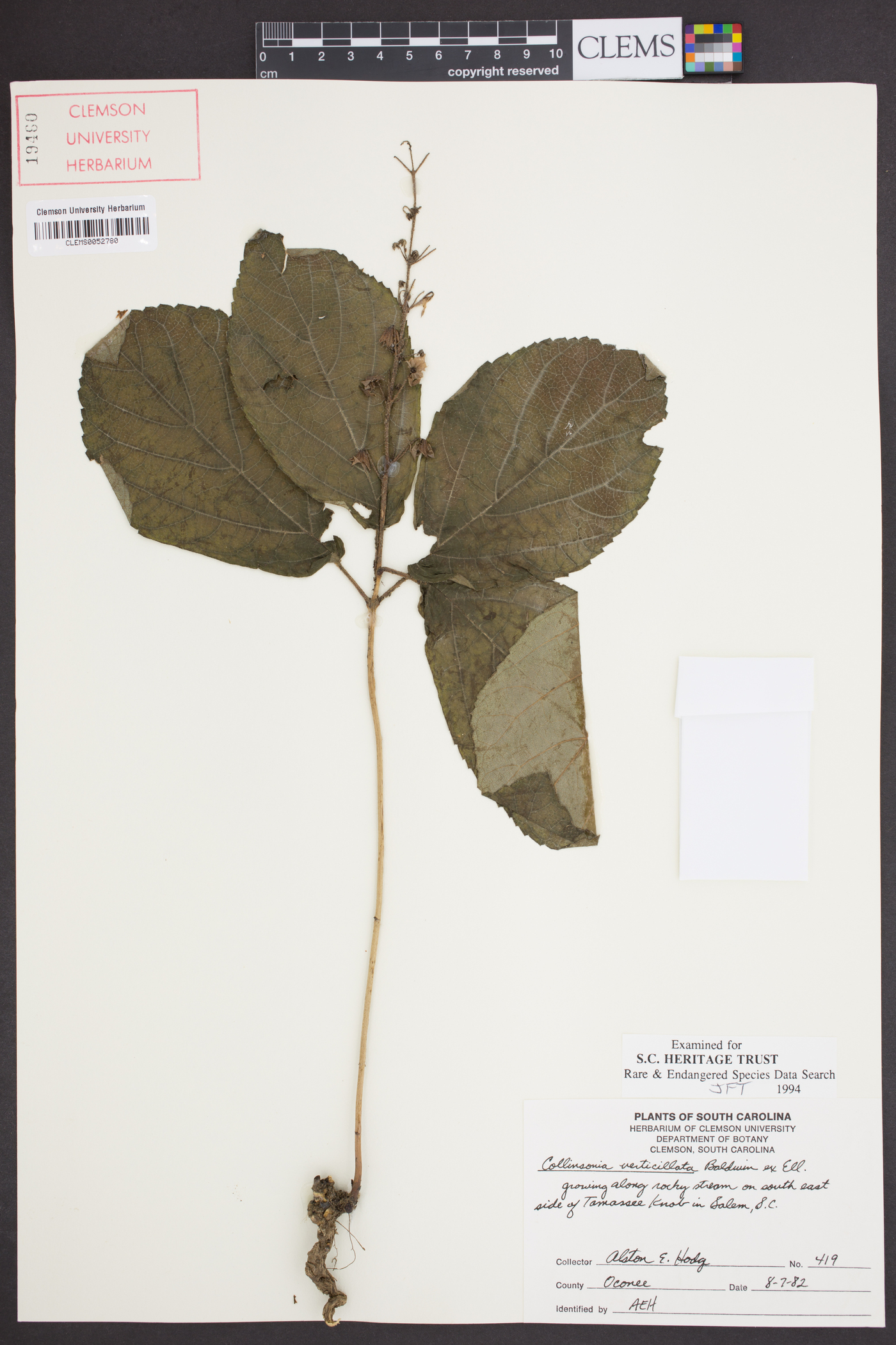 Collinsonia verticillata image