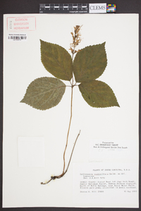 Collinsonia verticillata image