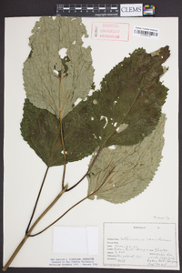 Collinsonia canadensis image