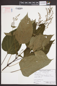 Collinsonia canadensis image