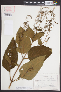 Collinsonia canadensis image